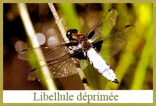 Libellule  Déprimée - 